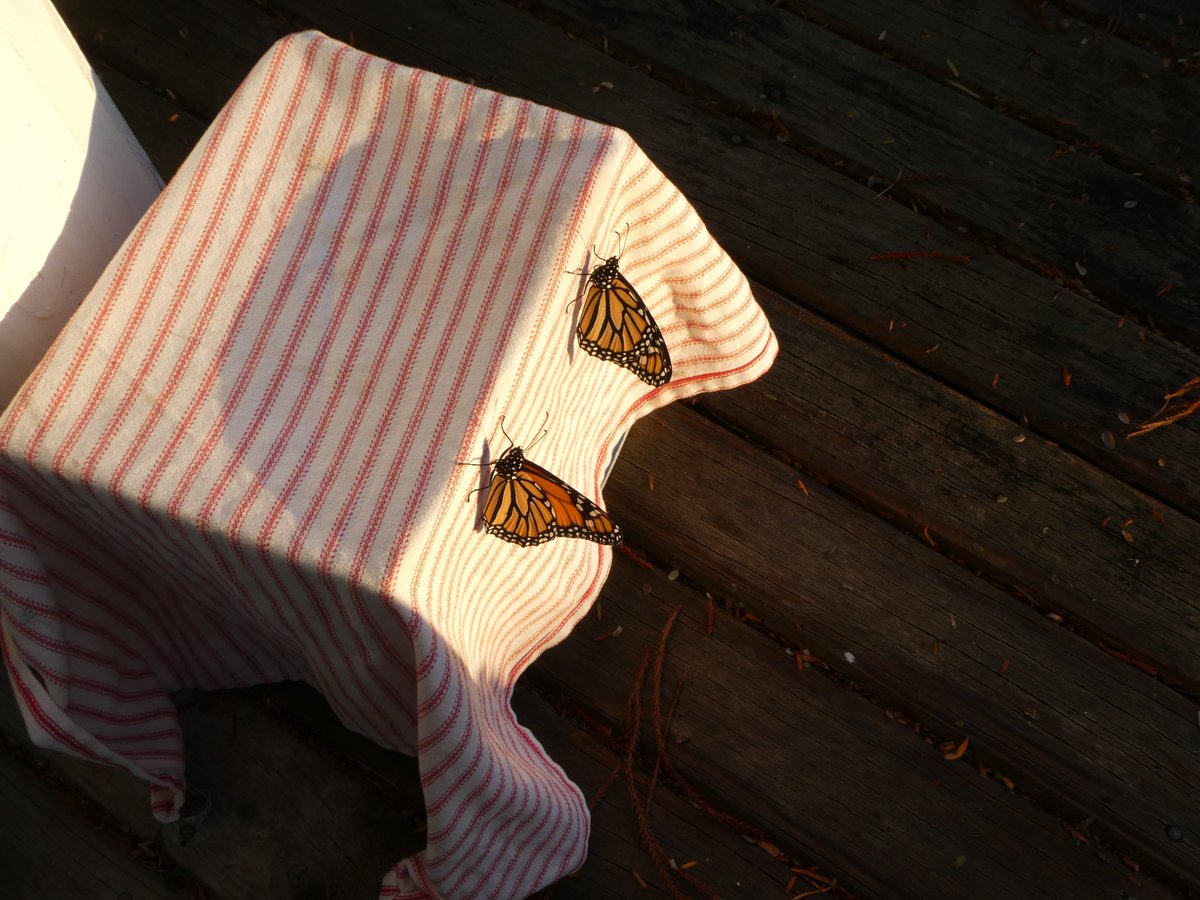 CardioKiwi's tweet photo. Today is quite cold but is going to be sunny. So I've just now put them in a nice spot of early morning sun - I'm sure they will get away safely later in the morning. #GrowingMonarchs๐ https://t.co/fCE2c4g7xd