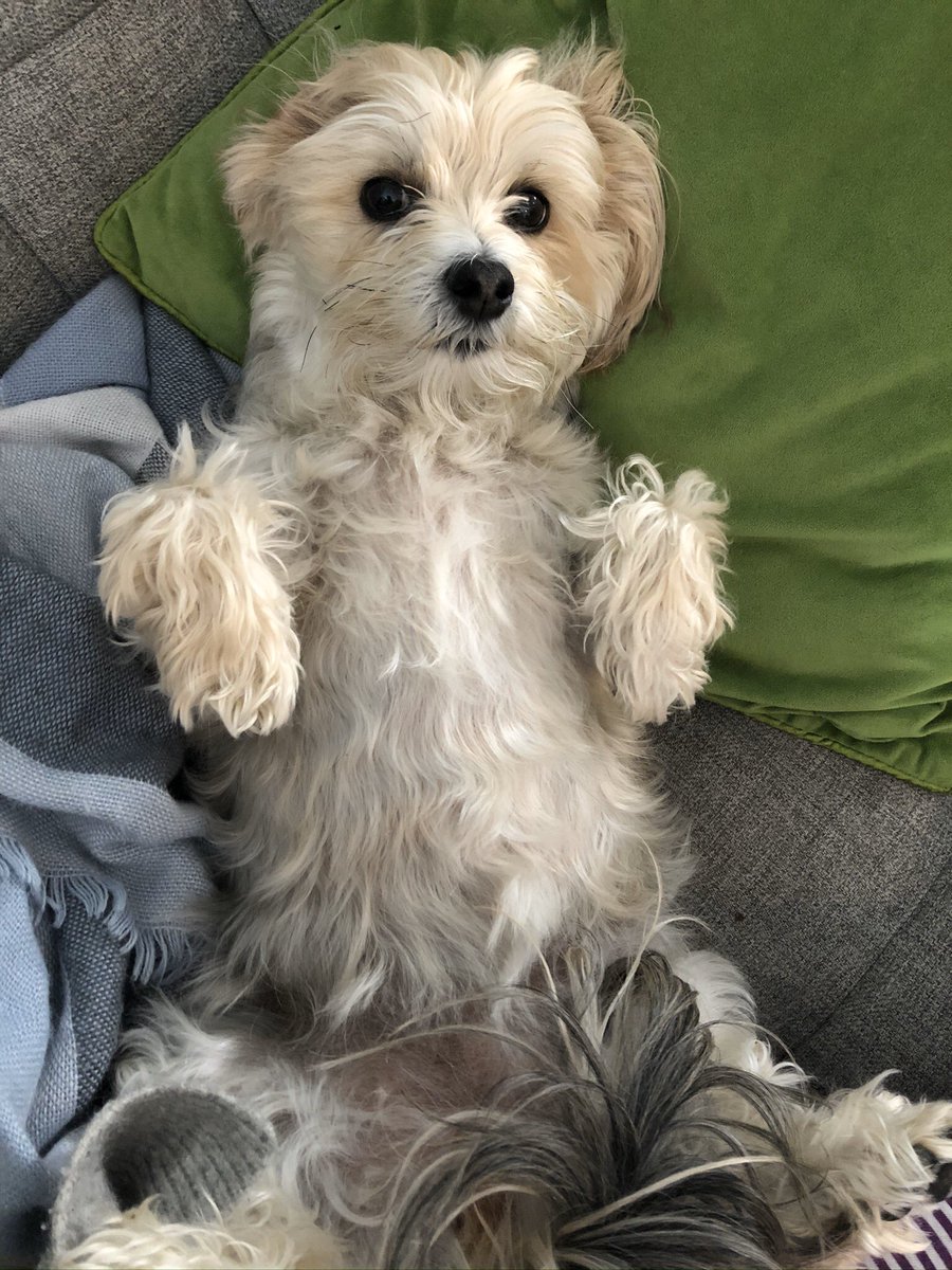 JenniferLokash's tweet image. This is Ripley: intrepid hiker and determined snuggler💕 #tinybutmighty #petsofmun