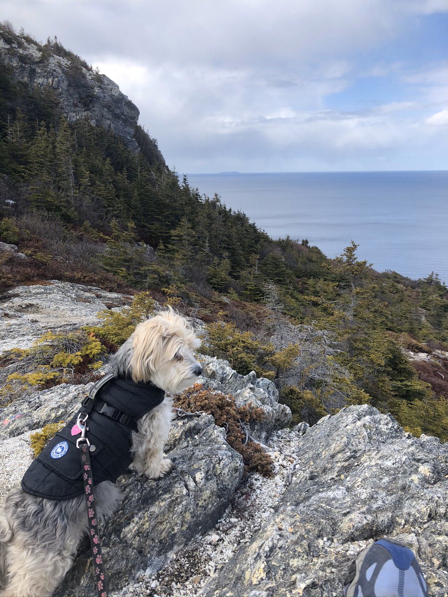 JenniferLokash's tweet image. This is Ripley: intrepid hiker and determined snuggler💕 #tinybutmighty #petsofmun