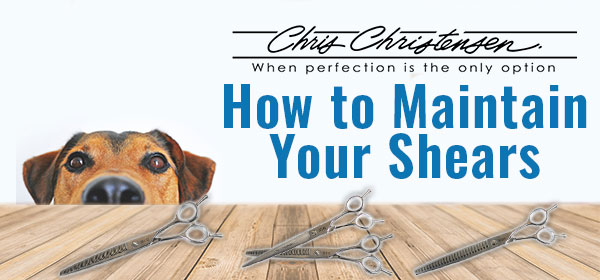 ShowDogStore's tweet photo. 🐾 Learn how to maintain your shears! - https://t.co/mjZC1P5BbN

#dogs #pets #puppy #health #wellness #supportsmallbusiness #doglover #ilovemydog #grooming #showdog #bestinshow #groomers https://t.co/t3j97vtCPW