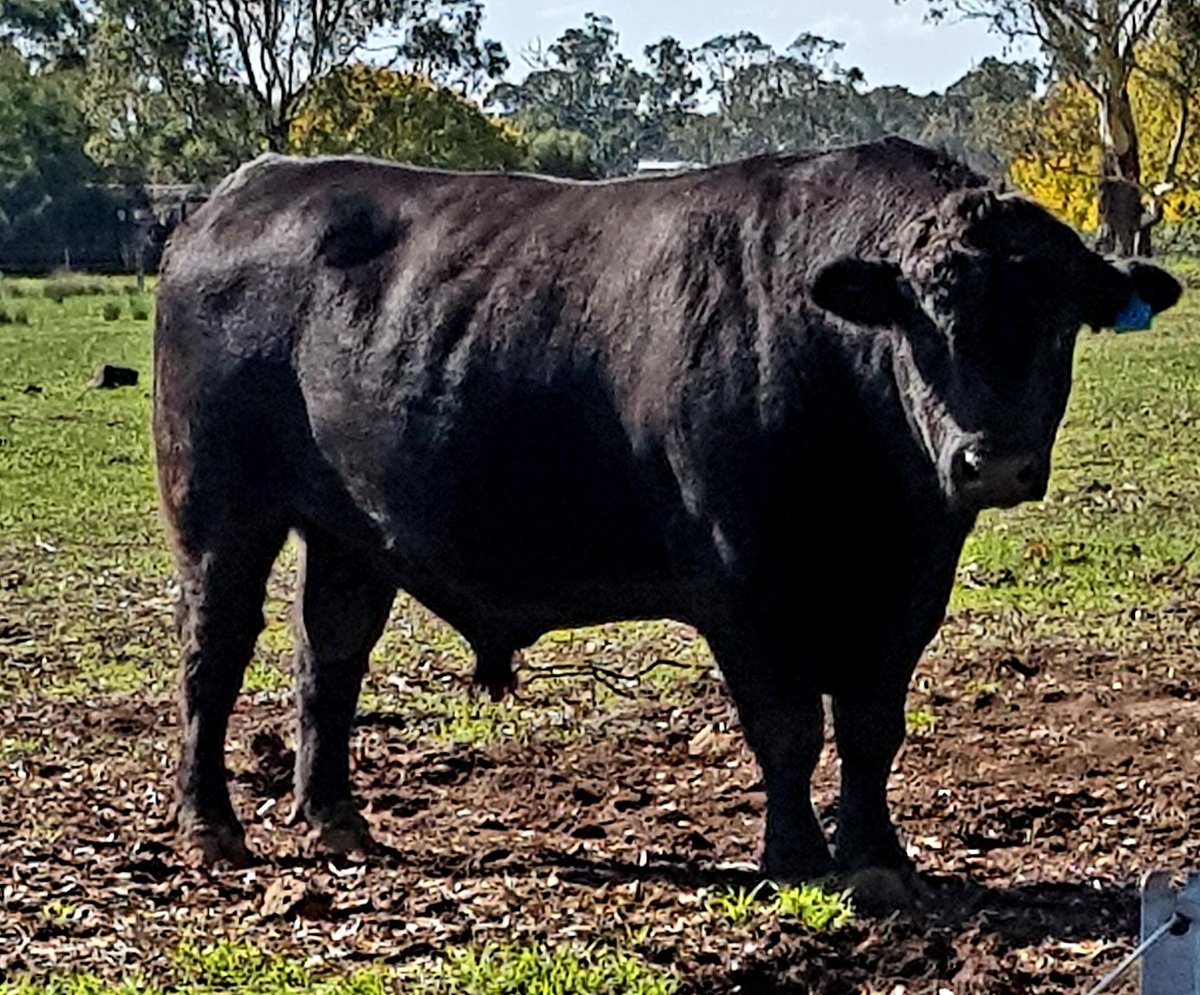 HorseRumba's tweet photo. Yesterday I visited my neighbour Mr Hbar...
#hbar $hbar #angusbull #Neighbours #hbarmoon2020 https://t.co/02kqo9HdFQ
