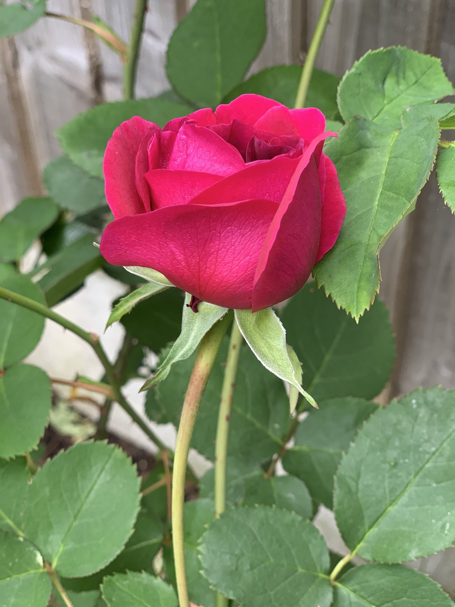 Kym Proudnikov on Twitter "“A rose by any other name would smell as