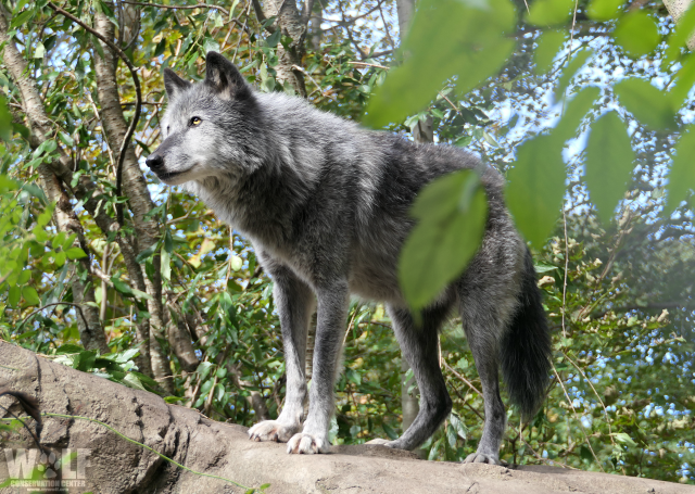 nywolforg's tweet photo. Wolves are a critical keystone species in a healthy ecosystem. By altering prey movements, browsing patterns+ foraging behavior, wolves impact plant/tree regeneration. In this regard, wolves have been noted to have trickle-down effects on trees, rivers, birds, beaver + even fish. https://t.co/6gQCXzDQKS