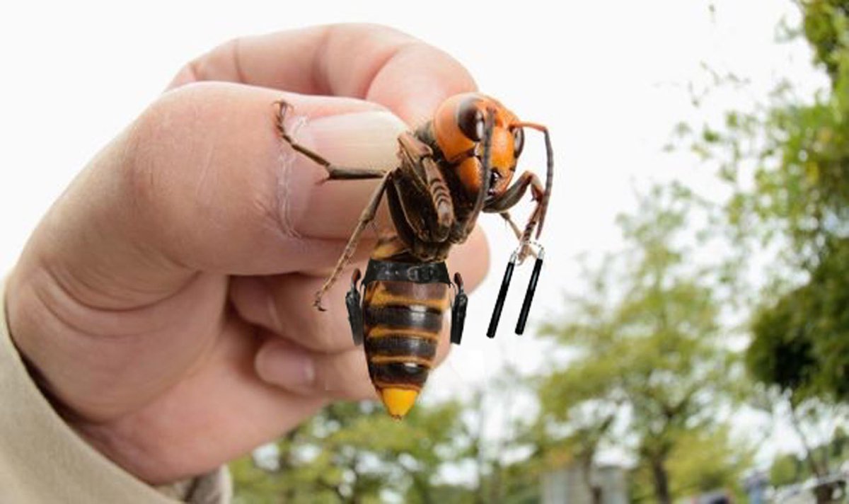 Caught this little guy trying to sneak in through the Garage. #MurderHornets #MurderHornet <a href="/jimmyfallon/">Jimmy Fallon</a>