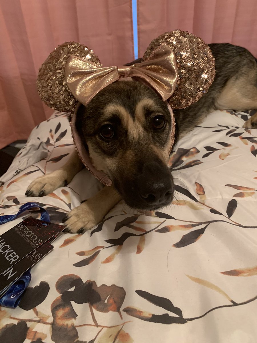 Jeana_Byte's tweet photo. I’m case anyone was wondering what @PrivacyPupper has to put up with now that @CryptoKait and I have moved in together... she is not pleased with us 😂 https://t.co/XMj33nFsdI