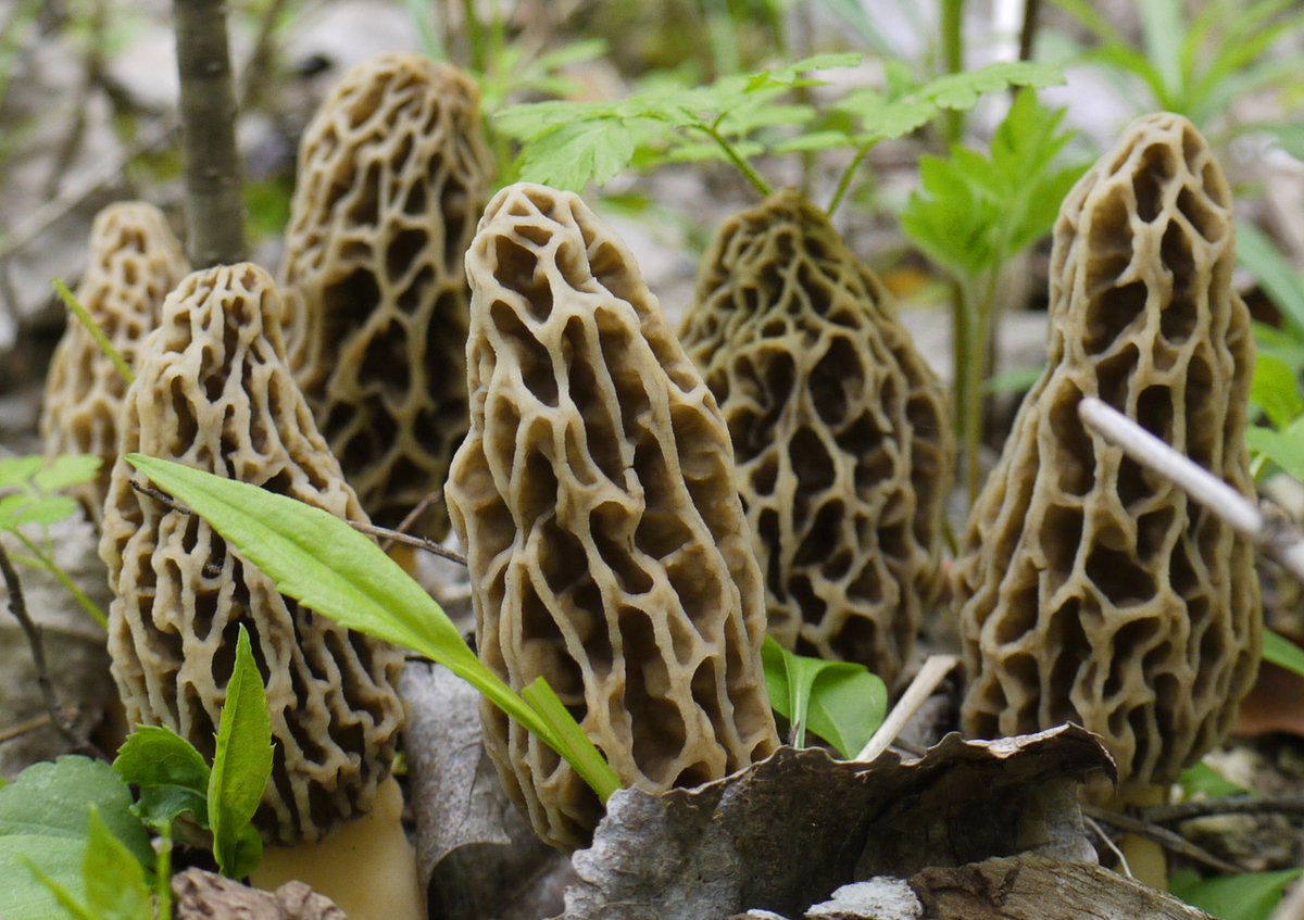 MissVallyConsrv's tweet photo. May is morel mushroom season in Wisconsin! Luckily, there are plenty of woods around the Driftless region that are a suitable habitat for them. Have you ever found any? Share a picture of your morel harvest.

Image by Tom Rhorer https://t.co/cDdcYq29MH