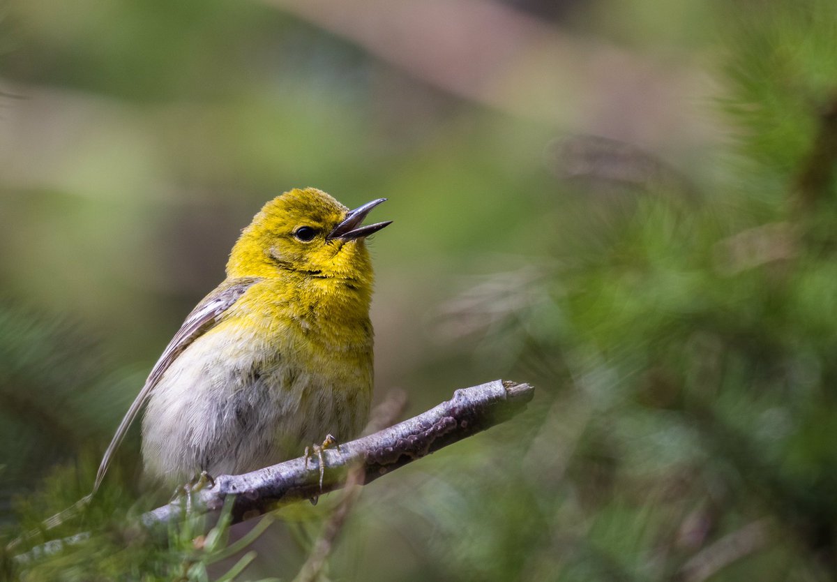 I ❤️ Pine Warblers
