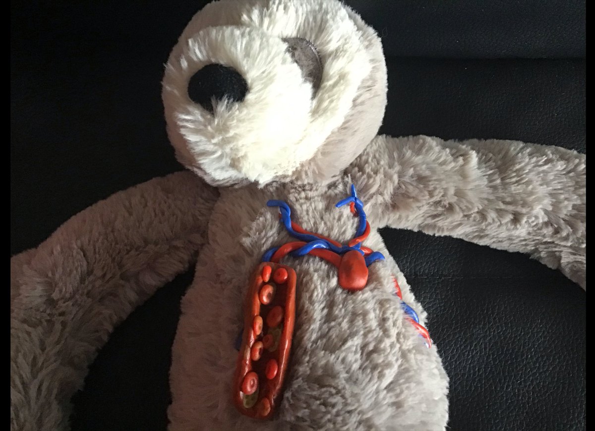 prospecths's tweet photo. Y6 learning about the blood vessels in the body #PHS #AllAboutTheScience #TheLearningNeverStops #CheckThisOut https://t.co/VX8FAJocTd