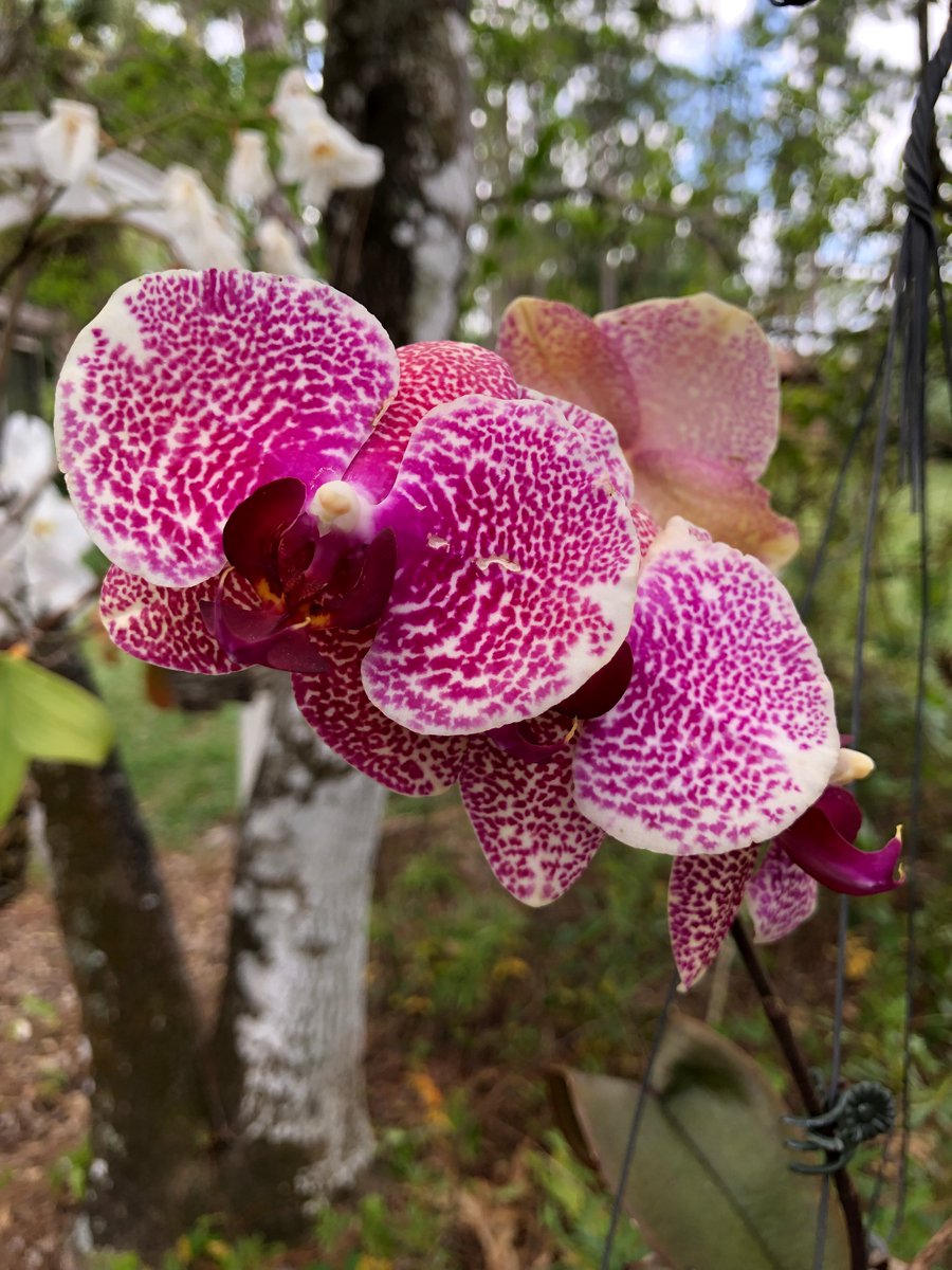 marierob11's tweet photo. @longwoodgardens Here are a few more... sorry, I couldn't resist 😀 https://t.co/3vgK7a4oHb