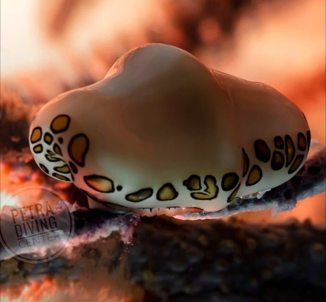 #seashells #sea #shells #cypraea #pantherina #fantastic #awesome #great #amazing #wow #great #awesome #magnificent #gourgeous #hard #soft #animals #living #inside #aqabagulf #aqabajordan #loveaqaba #padi #lovejo #ohmygod #scubadivinggirls #scubatravel #sunset #petradivers #share