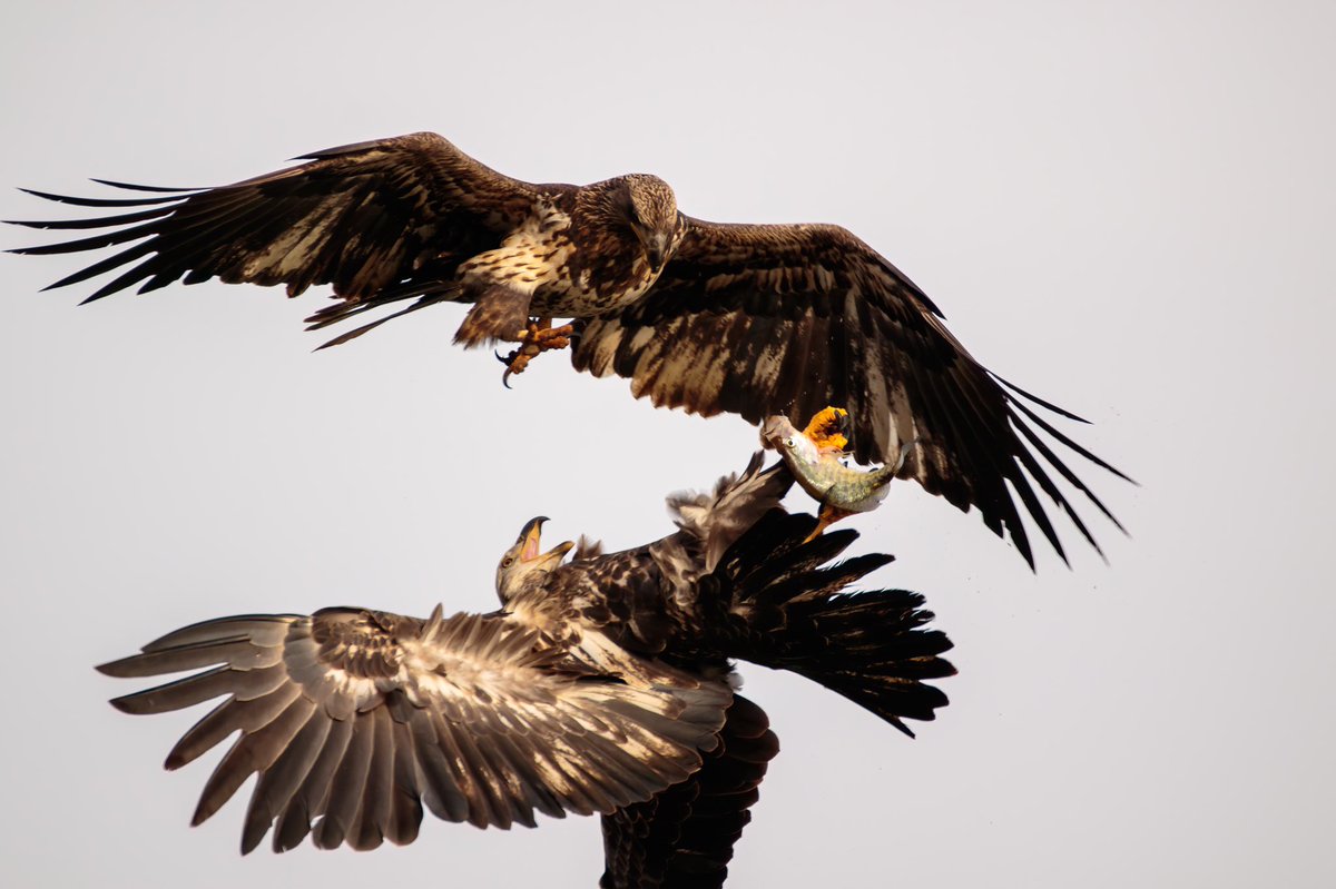 koreanbro's tweet photo. @CanonUSAimaging Here is picture of an Eagles fighting for a fish! https://t.co/9Ik2JKFJmk