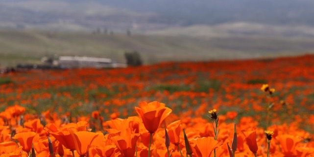 APPLY TODAY - CA CARES: Humanities Relief and Recovery Grants. Applications are now being accepted for emergency grants for public humanities in California. All details at bit.ly/2W6ZFjm. #covid19 #covid #grants #humanities #caresact #california