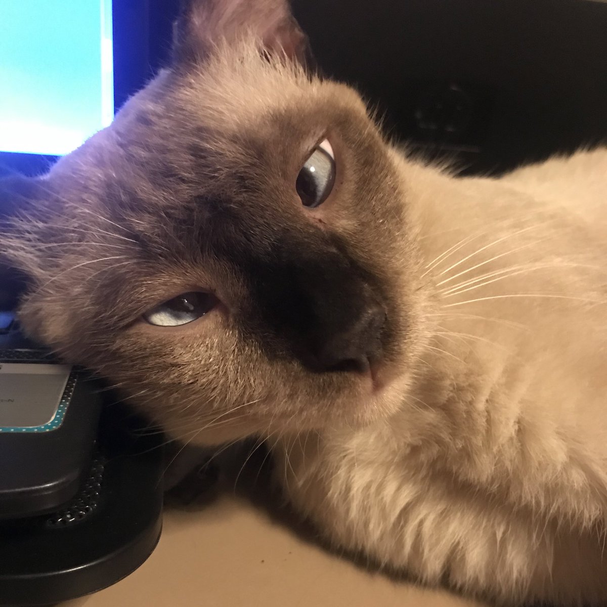 วิเชียรมาศเหมือนทุกอย่างยกเว้นแมว