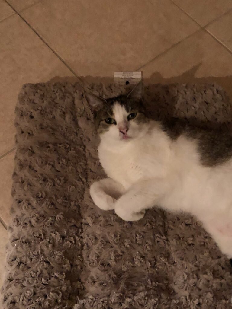Today, the 5th of May is my Gotcha Day!  My hooman adopted me on the 5th of May 2016 from a local shelter. For my Gotcha Day I want 50 new followers!  If you're a cat please follow me. If you already follow me please retweet this message.