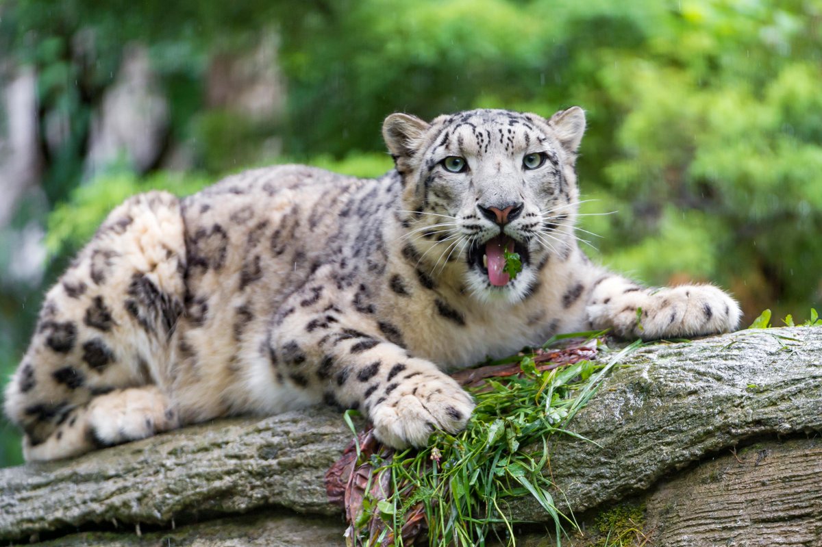 Most of the time, a snow leopard lives alone. But, it leaves special messages by making scratch marks on tree trunks, rubbing its scent, or even leaving droppings. These 💌 notes help males &amp; females find each other when looking for mates. 

#TongueoutTuesday #PhotoOfTheDay