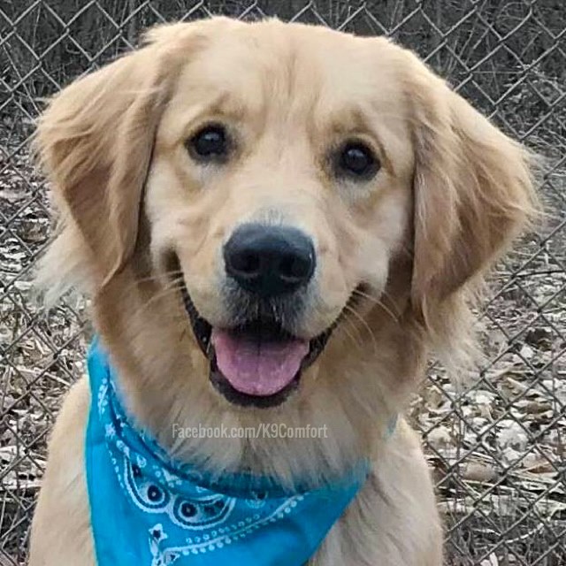 K9ComfortDogs's tweet photo. 😊😊😊

Please donate today on Giving Tuesday by visiting https://t.co/SV12Q1Y7ma

#comfortthread #GivingTuesdayNow #GivingTuesday #comfortdogs #dogsoftwitter #GoldenRetrievers https://t.co/yjAew4aUMr