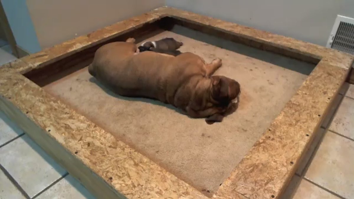 mibulldogingles's tweet photo. Notición!! Nueva mamá y sus cachorros en Youtube tenemos en directo!!! https://t.co/75i8suKrBH https://t.co/0tLtwzZpnk