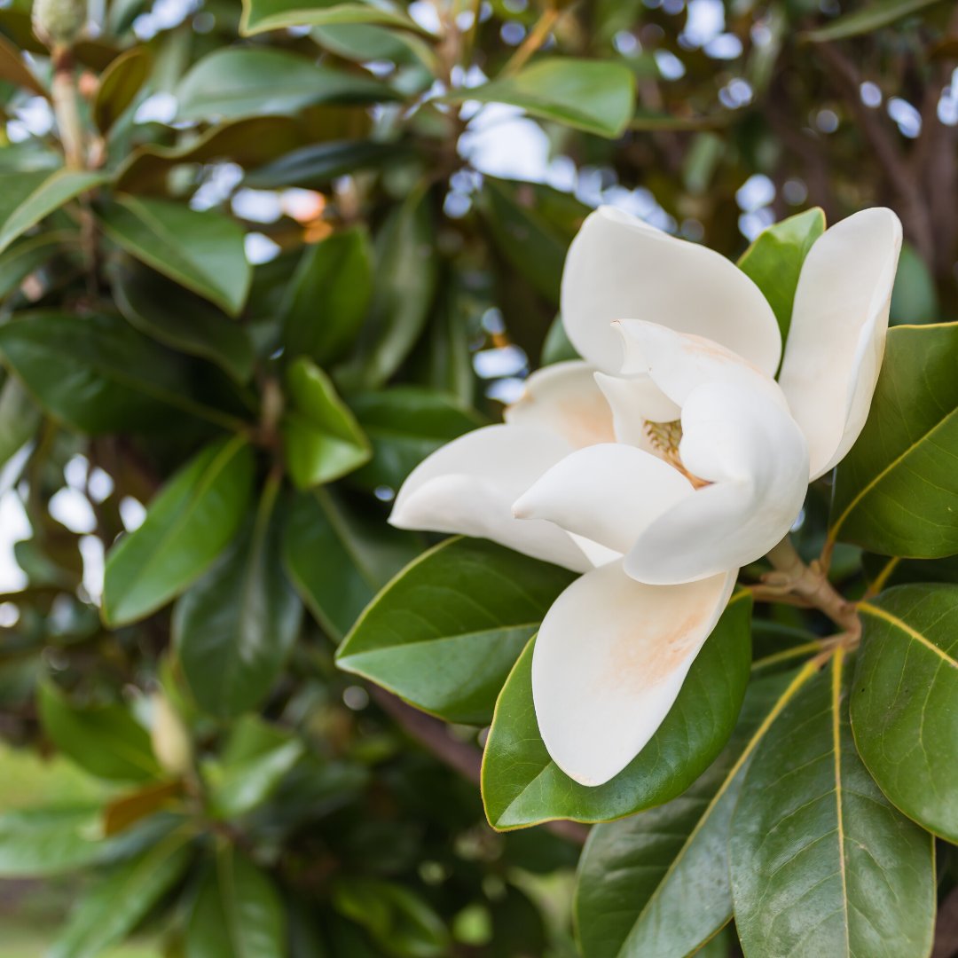 BlueNativeKeys's tweet photo. DID YOU KNOW? Southern magnolia flowers can grow up to 90 feet tall and makes a great backdrop for other garden plants.
#landscapedesigner #landscapedesign #floridaplants #floridaagriculture #BlueNative https://t.co/qNqkSFAHhd