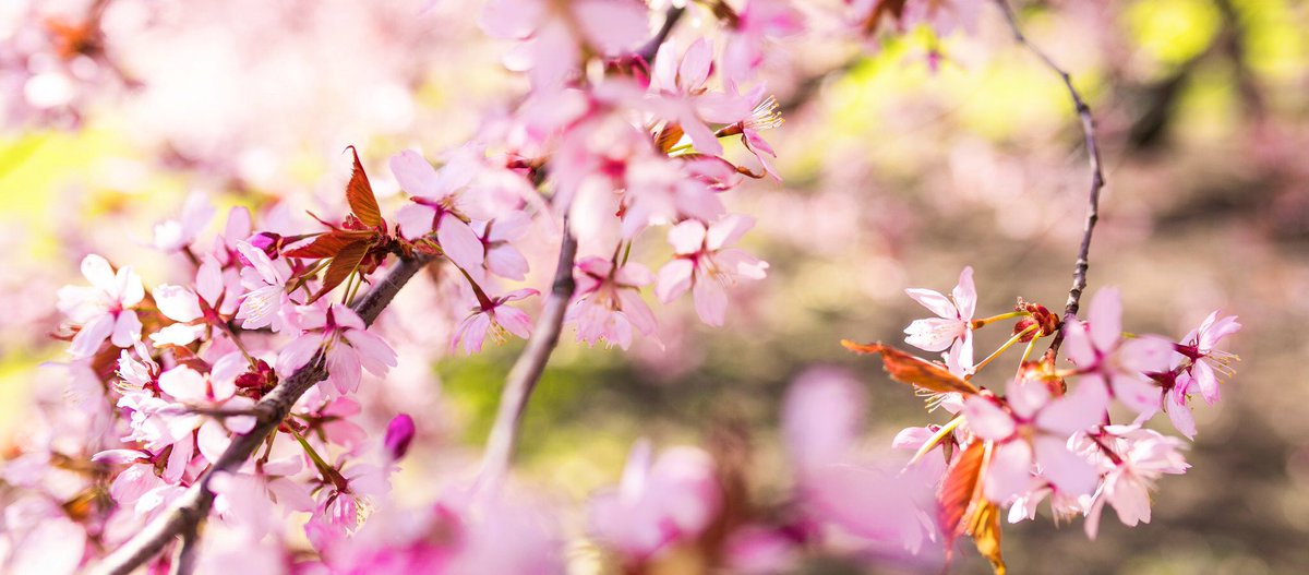 JanikeMa's tweet photo. Every year they surprise me with their beauty #cherryblossom #kirsikkapuu  #cherrytree https://t.co/cvhotRsIXe