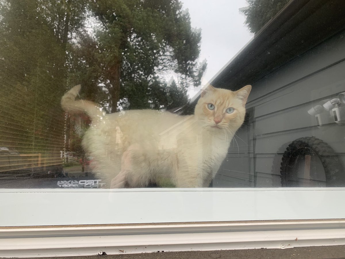 CasperTheFlame's tweet photo. My parents were gone all weekend 😔 this is where I watch for them to get home!! #CatsOfTwitter #CatsOfTheQuarantine #StayHome #cats https://t.co/45DKk4ofwU