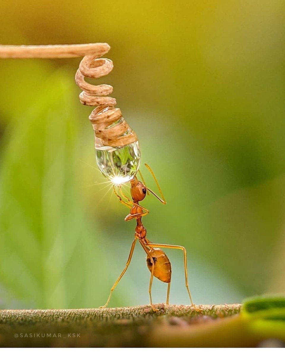 • sular yükselince balıklar karıncaları yer. sular çekilince balıklar karıncalara yem olur kimin ne kadar güçlü olduğunu su belirler.