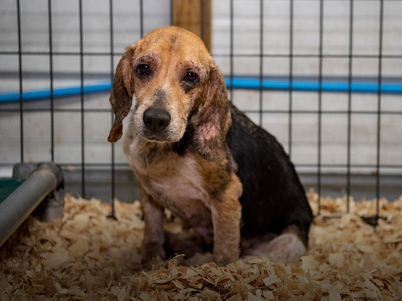 Parodee's tweet image. bit.ly/HSUSgive
Don't forget the animals suffering during the COVID crisis!
#GivingTuesday