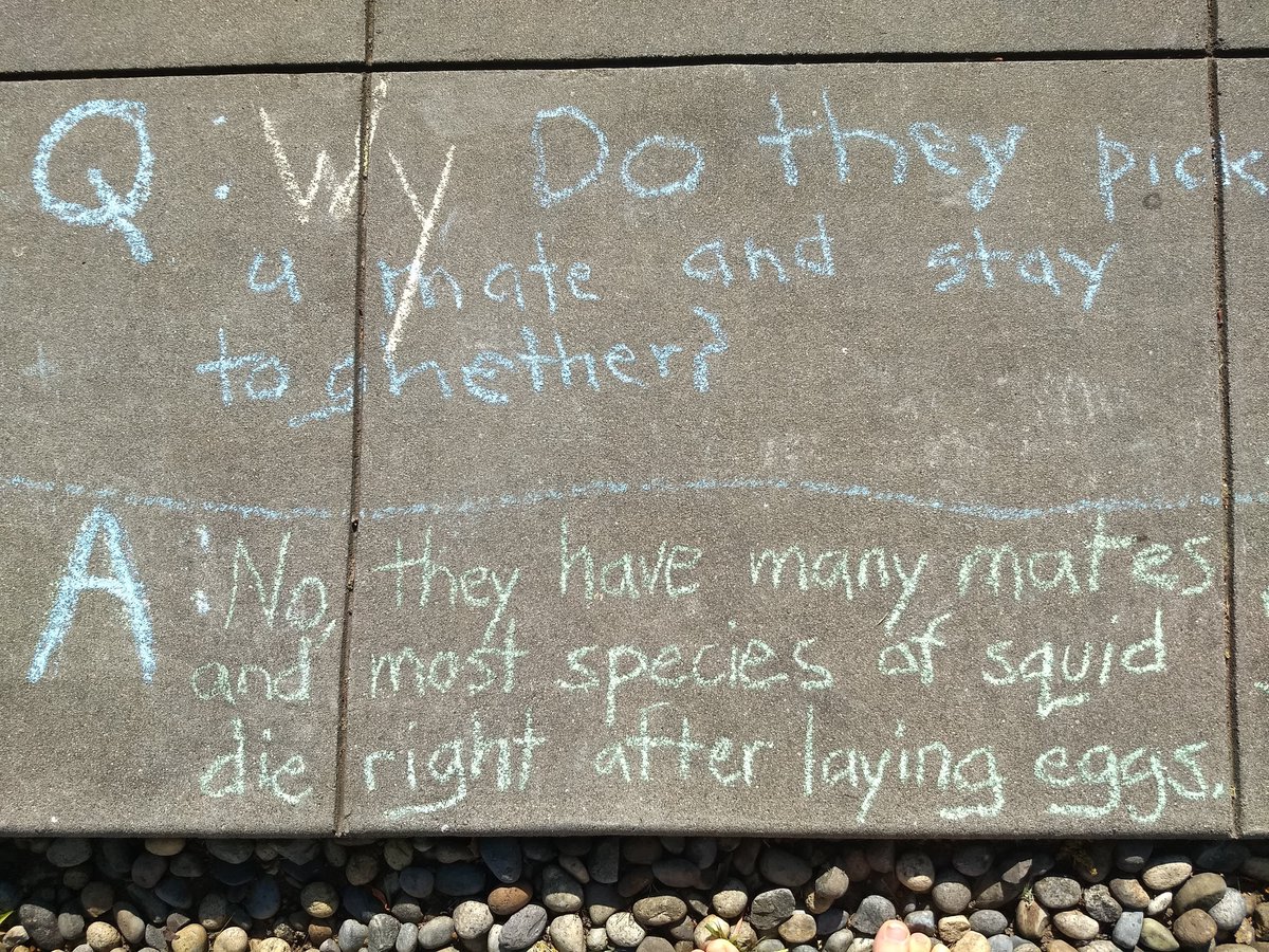 Sometimes I wish I could answer with an essay! Fitting answers in sidewalk squares is quite the writing challenge. Some squids engage in mate guarding, which means pairs do stay together for a short time, but they're certainly not exclusive.