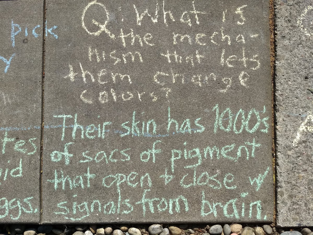 Sometimes I wish I could answer with an essay! Fitting answers in sidewalk squares is quite the writing challenge. Some squids engage in mate guarding, which means pairs do stay together for a short time, but they're certainly not exclusive.