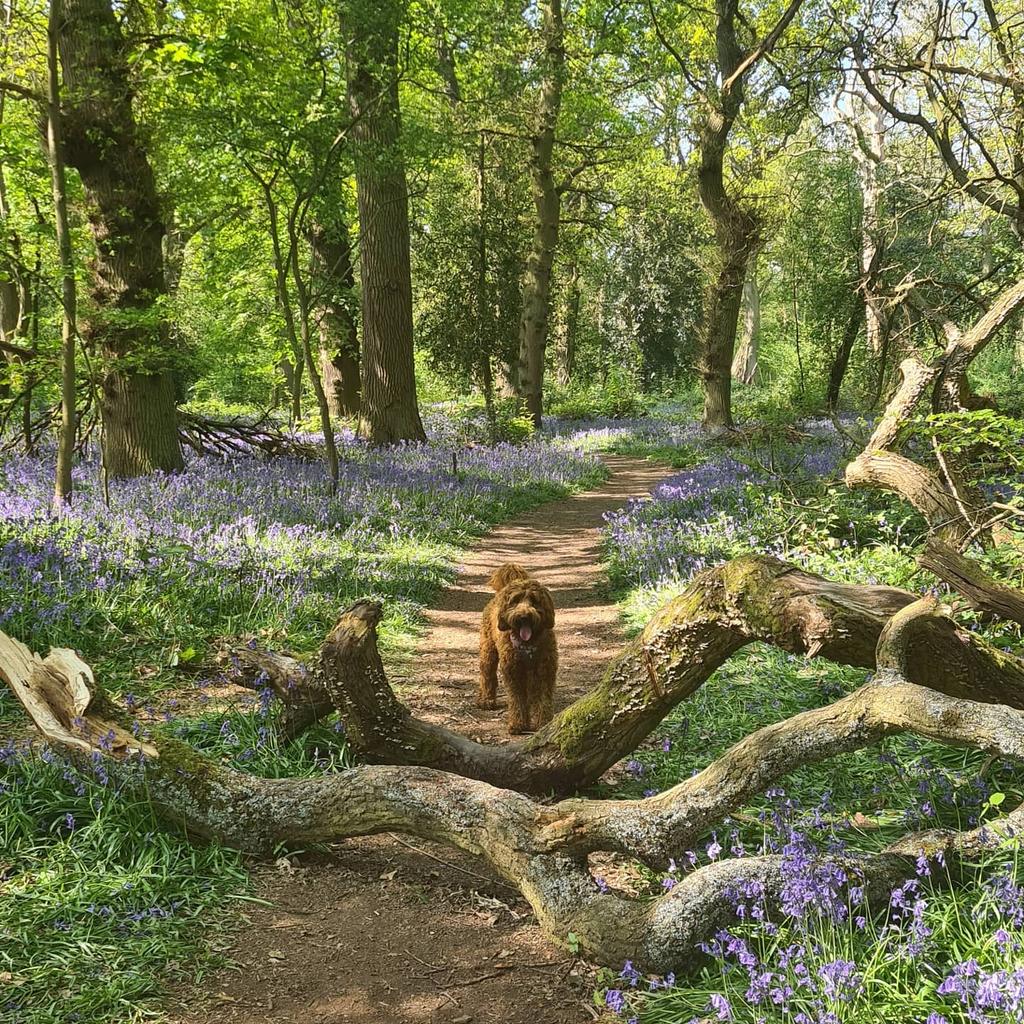 JustineTucker's tweet photo. @warwickuni Walking with Lola - tocil woods https://t.co/OPUtFapoyo