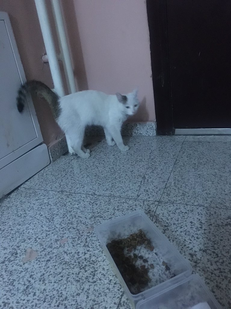 Муураа алдсан хүн бна уу? Натур хавиас? Хөөрхий минь зүдэрч явна. Боломжтой бол Rt хийгээрэй.