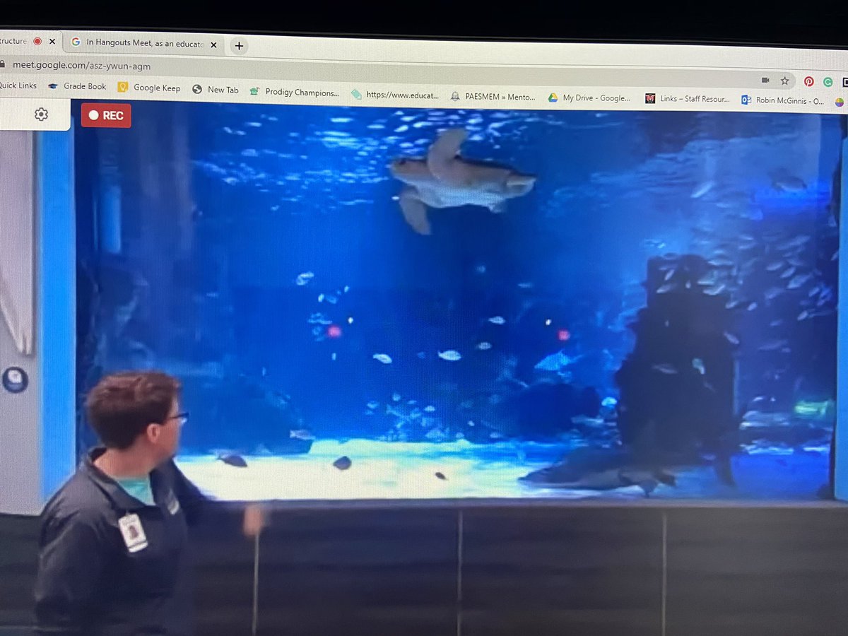 Mcscience348's tweet photo. Day 2: 4-8 virtual classroom got to visit the #NewportAquariums shark tank! OMG what wonderful participation! #Mthcsproud if the wonderful questions! Looking forward to additional field trips next week! Thanks Erin w/#wavefoundation for the learning opportunity! #MyOhioClassroom https://t.co/8UqJA8XYBk