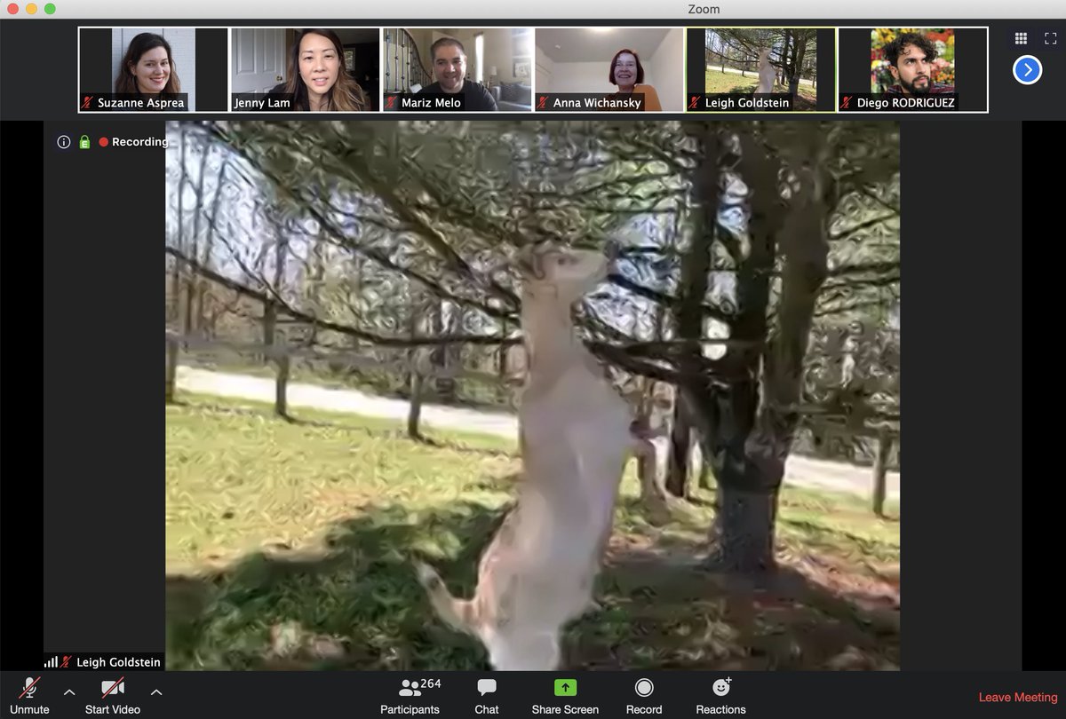 sasprea's tweet image. Surprise special guests at today&apos;s #OracleDesign team all-hands/hooves meeting. 😍🐐🐑