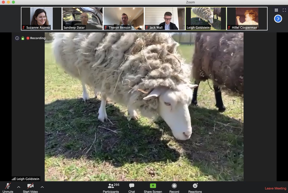 sasprea's tweet image. Surprise special guests at today&apos;s #OracleDesign team all-hands/hooves meeting. 😍🐐🐑