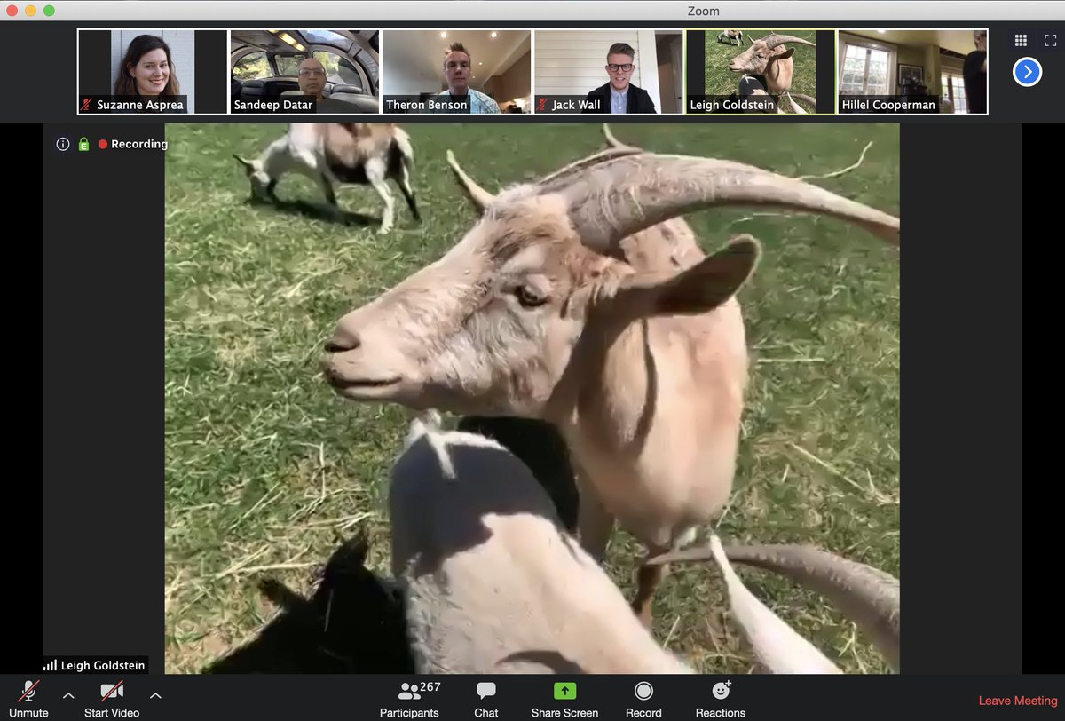 sasprea's tweet image. Surprise special guests at today&apos;s #OracleDesign team all-hands/hooves meeting. 😍🐐🐑