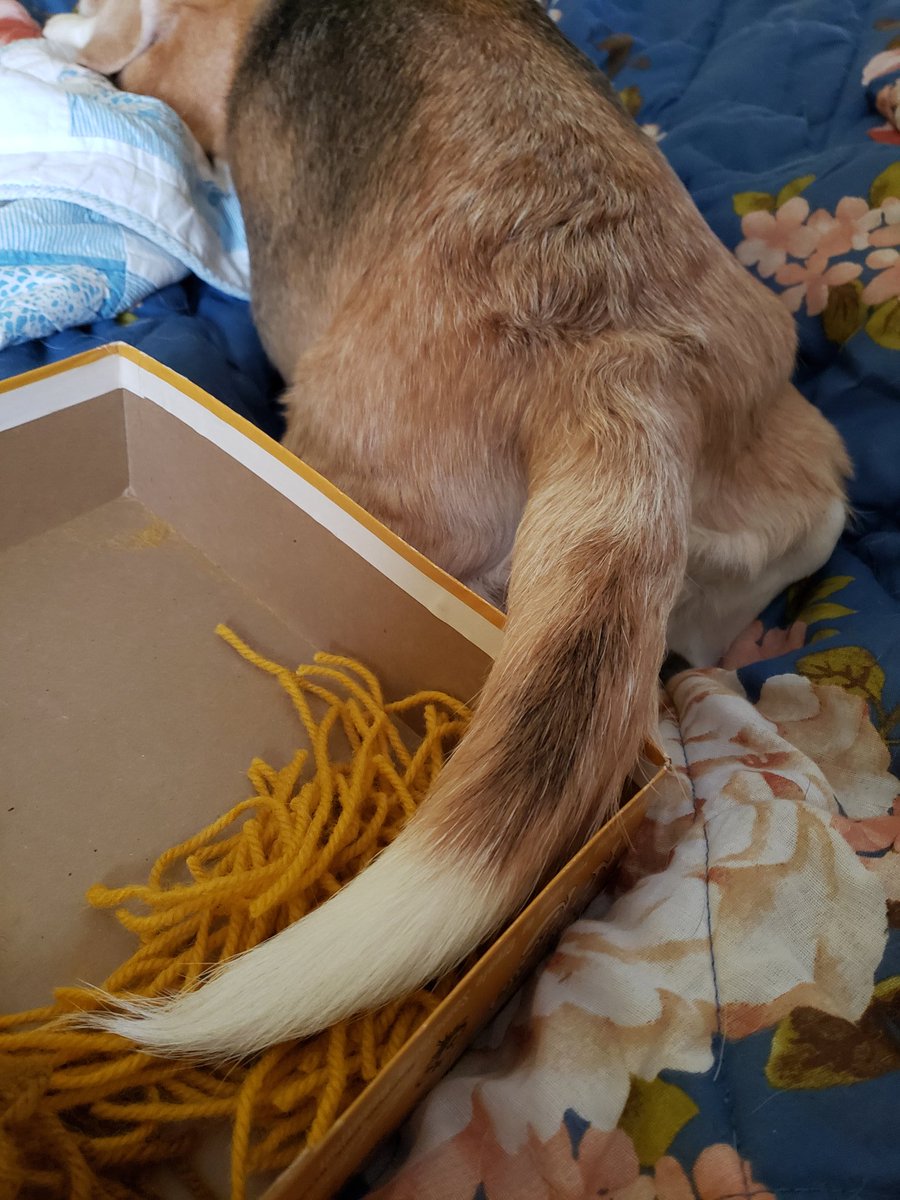 debanam's tweet photo. @beaglefacts Lani is helping me with my crafting #beaglebutt https://t.co/t7dBDm8ogs