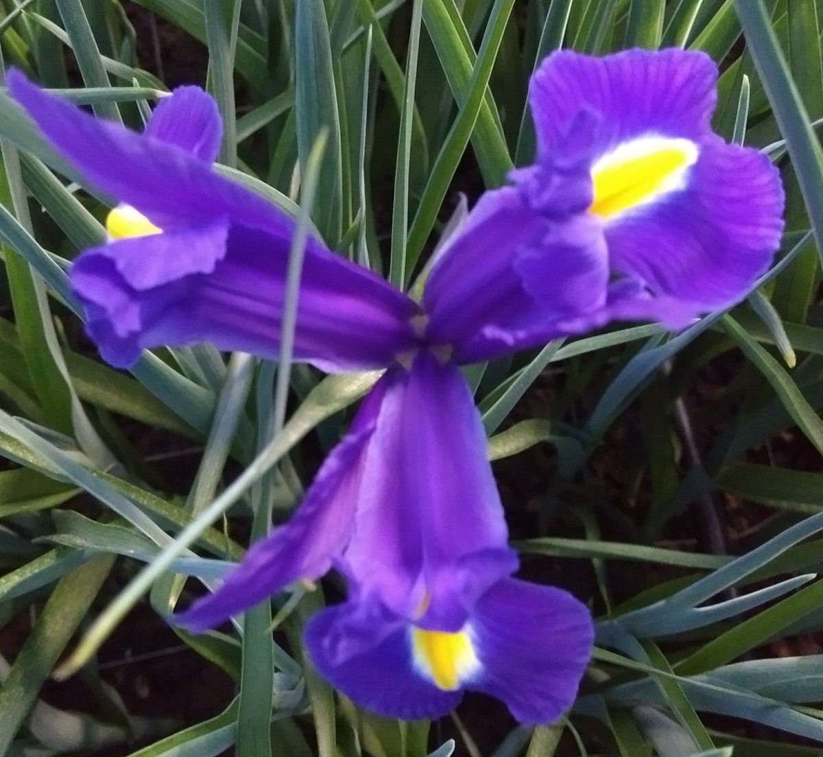 Nog een paar dagen wachten en dan vieren we de internationale dag van de Iris ! Deze prachtige bloemen zijn inmiddels in diverse kleuren en varianten verkrijgbaar. #irisday #8May