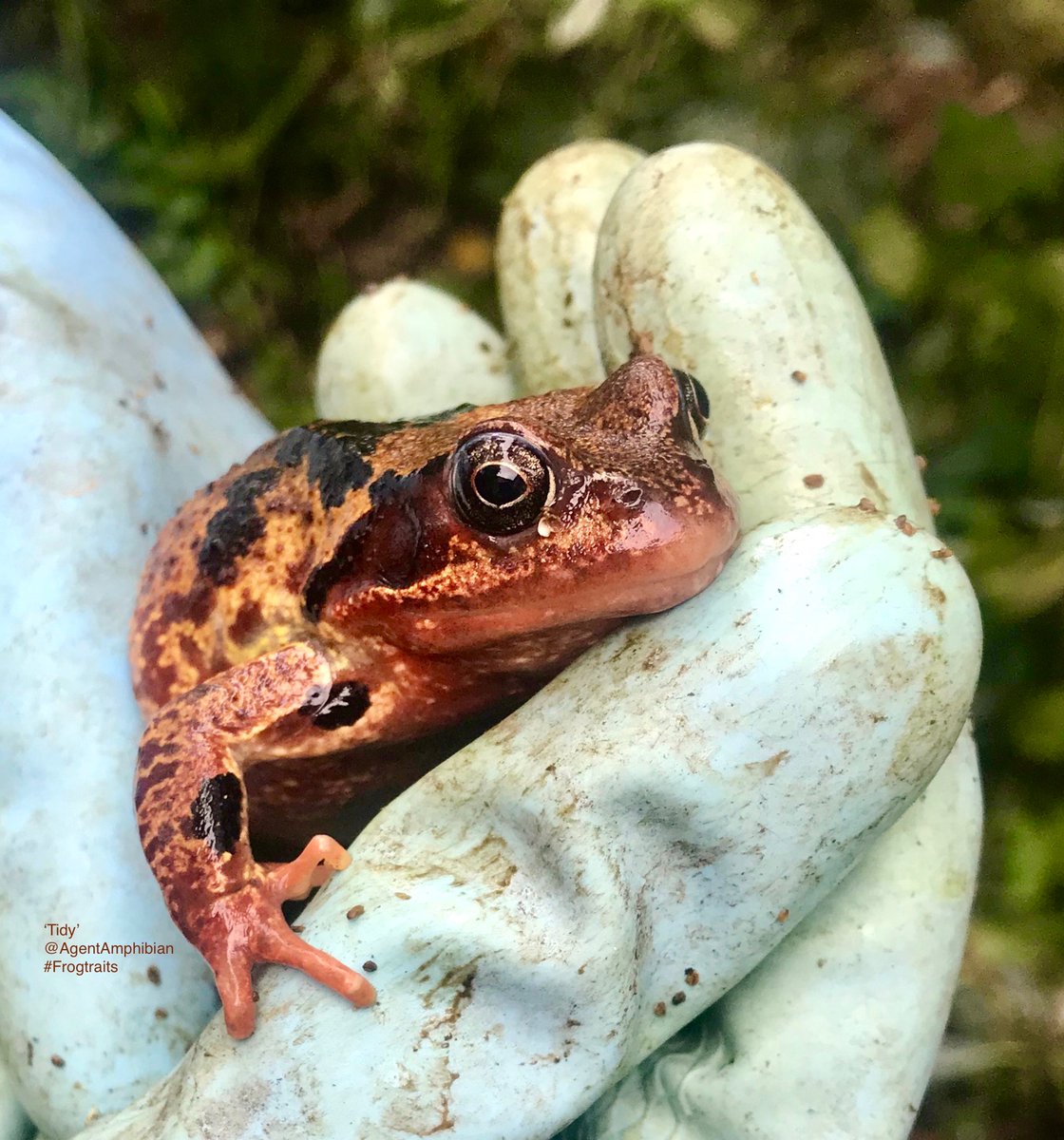 AgentAmphibian's tweet photo. 💚🐸💚 Thank you all #FrogCollaborator-s who contributed to this lovely thread & helped brighten my No-Frog-Monday with maximum frogginess! 💚🐸💚
Here's a smile for you from 'Tidy', one of the #commonfrogs #ranatemporaria I hope to see in my backyard again very soon! #Frogtraits https://t.co/Rt2tZXRkGZ
