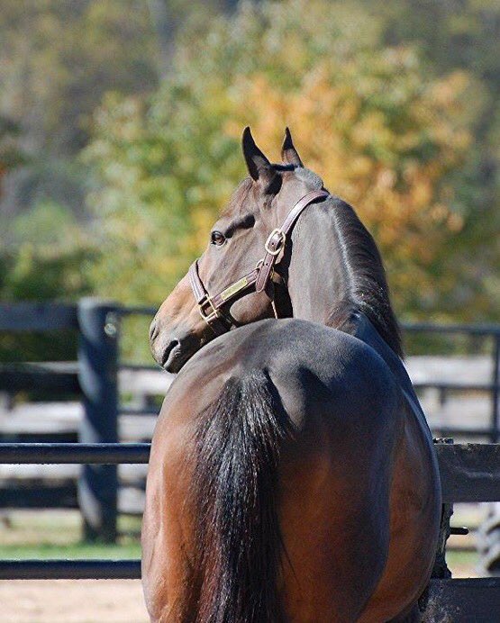 Oldfriendsfarm's tweet photo. GAME ON DUDE thanks Mom &amp; Dad &amp; all who are giving so generously to support his fellow retirees. You make all the difference to their world, especially now. #GivingTuesday Photo ⁦@RickCapone3⁩ https://t.co/4TEip5TBM7