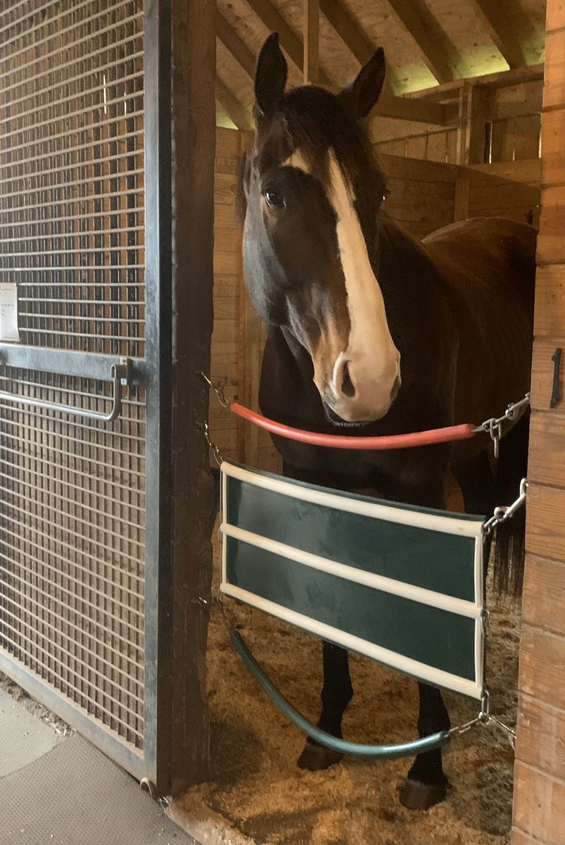 davidcohen_'s tweet photo. I might be biased, but we have the most handsome guy in any shed row ๐๐ป๐จ๐จ #ottb #infinitysquared #finny #munnings @ashleigh_cohen https://t.co/DxSgGJLW4f