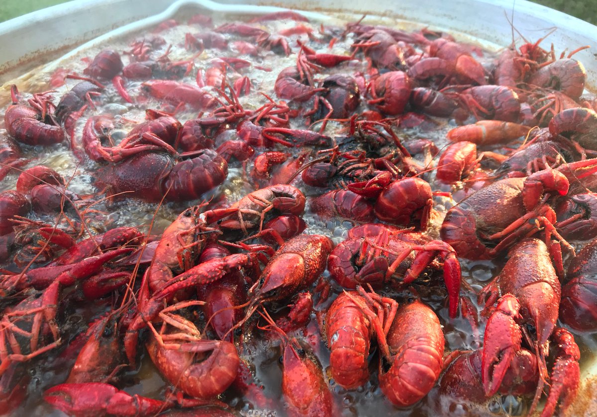 Stuffed_Cajun's tweet photo. Get your orders in early for Mother's Day Weekend!
Live 30+ lbs - $3.75/lb
Live <30 lbs - $4.75/lb
Boiled 1-9 lbs - $7.99/lb
Boiled 10+ lbs - $6.99/lb
Order @ https://t.co/NWFE8Sce01 or call us @ 512-918-1600. We also offer delivery through https://t.co/1HTfwewhwb. https://t.co/06hDMaTeje