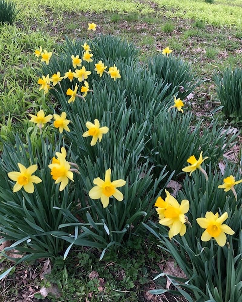 BlantyreResort's tweet photo. #SocialDistancing is going to be a breeze @blantyre when the resort reopens in June. The #luxury #hotel and resort sits on 110 pristine acres! 🌼 https://t.co/GzcZ8PhUtR