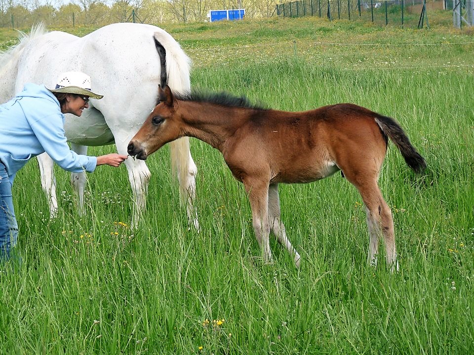 horselife_es's tweet photo. La vida sigue con sus regalos inesperados | Noticia aquí ➡️ https://t.co/sxmLKeXZrI https://t.co/B4xa7s0J2x