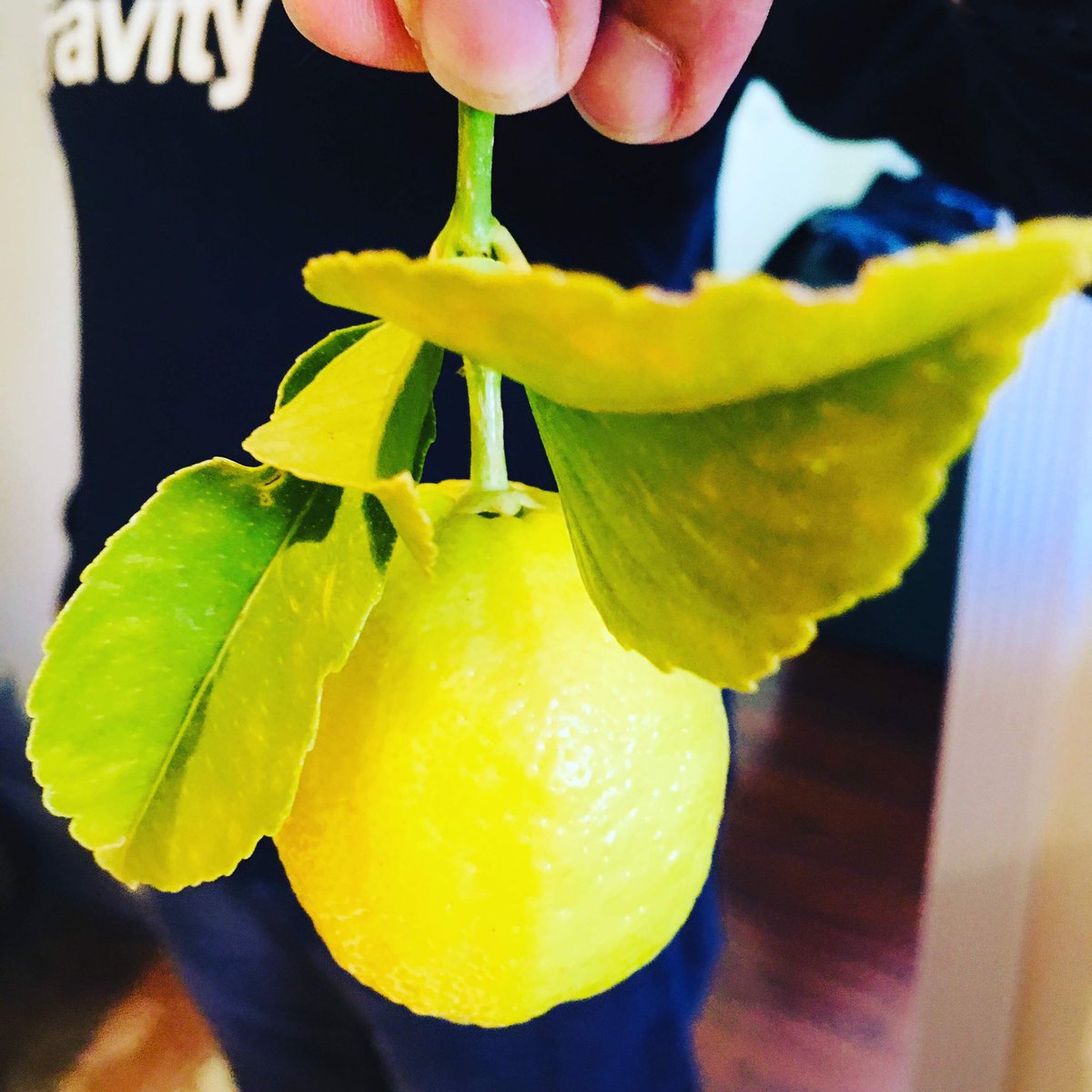 Medini's tweet image. Lemons 🍋 from the garden. I love the smell of a freshly cut lemon! What do you do with lemons? My favorite way do you use them and is over Tandoori Chicken and making lemonade!! Yours?? Here are some ideas!!! 
#lemons #lemonade #lemoncupcakes #lemonbars #lemoncurd