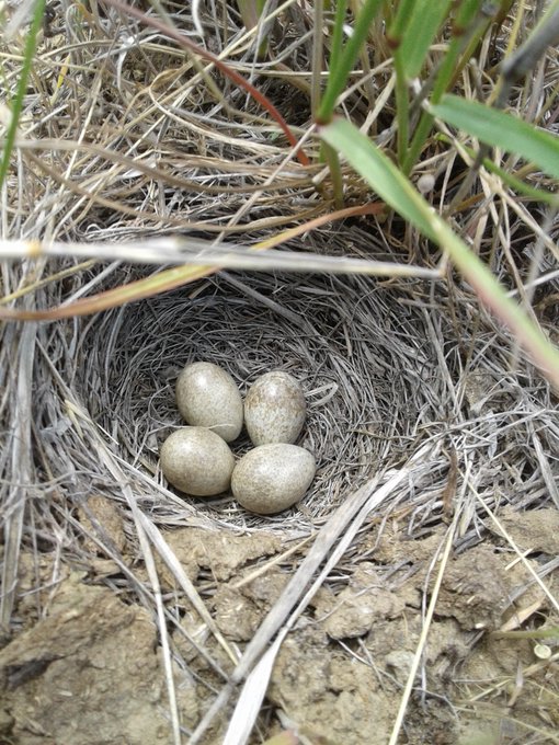 Horned Lark nest