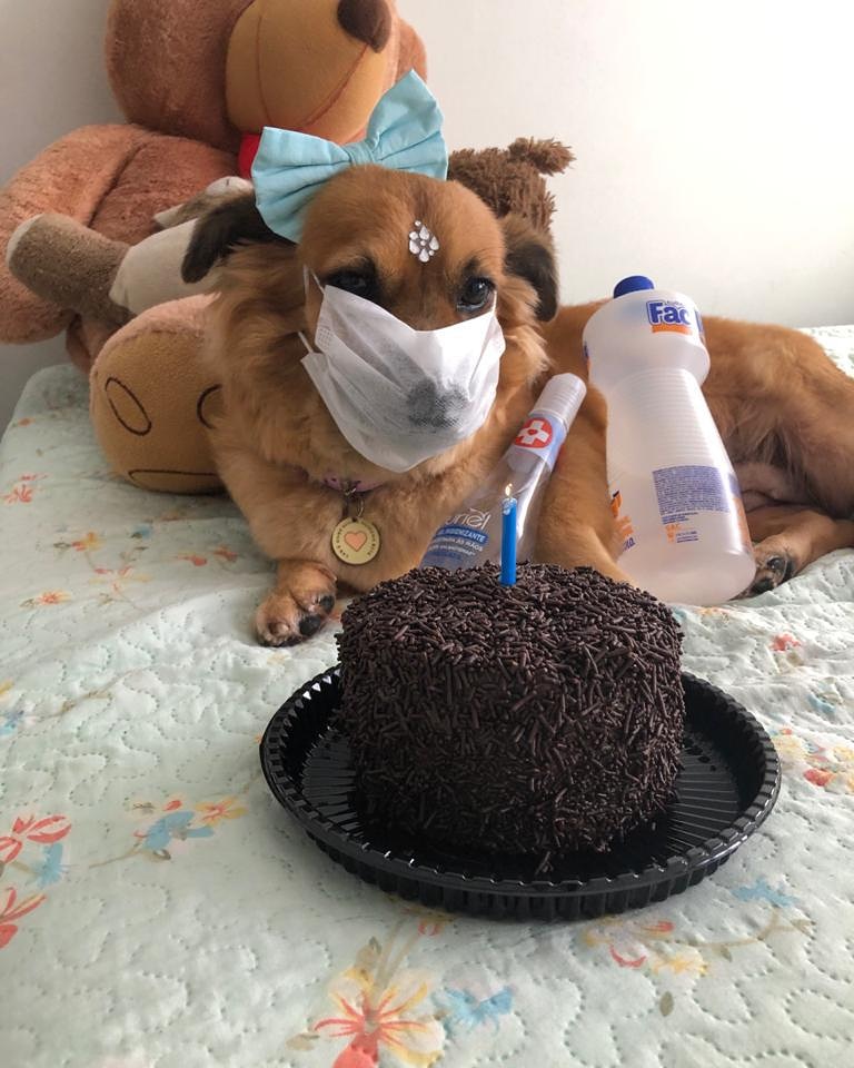 CatioroReflexiv's tweet photo. Vocês também fazem aniversário na quarentena? Vamos dar os parabéns para a Hope que está fazendo 5 aninhos. 🥰

Créditos: @lima.adry https://t.co/Z3k5AiKX41