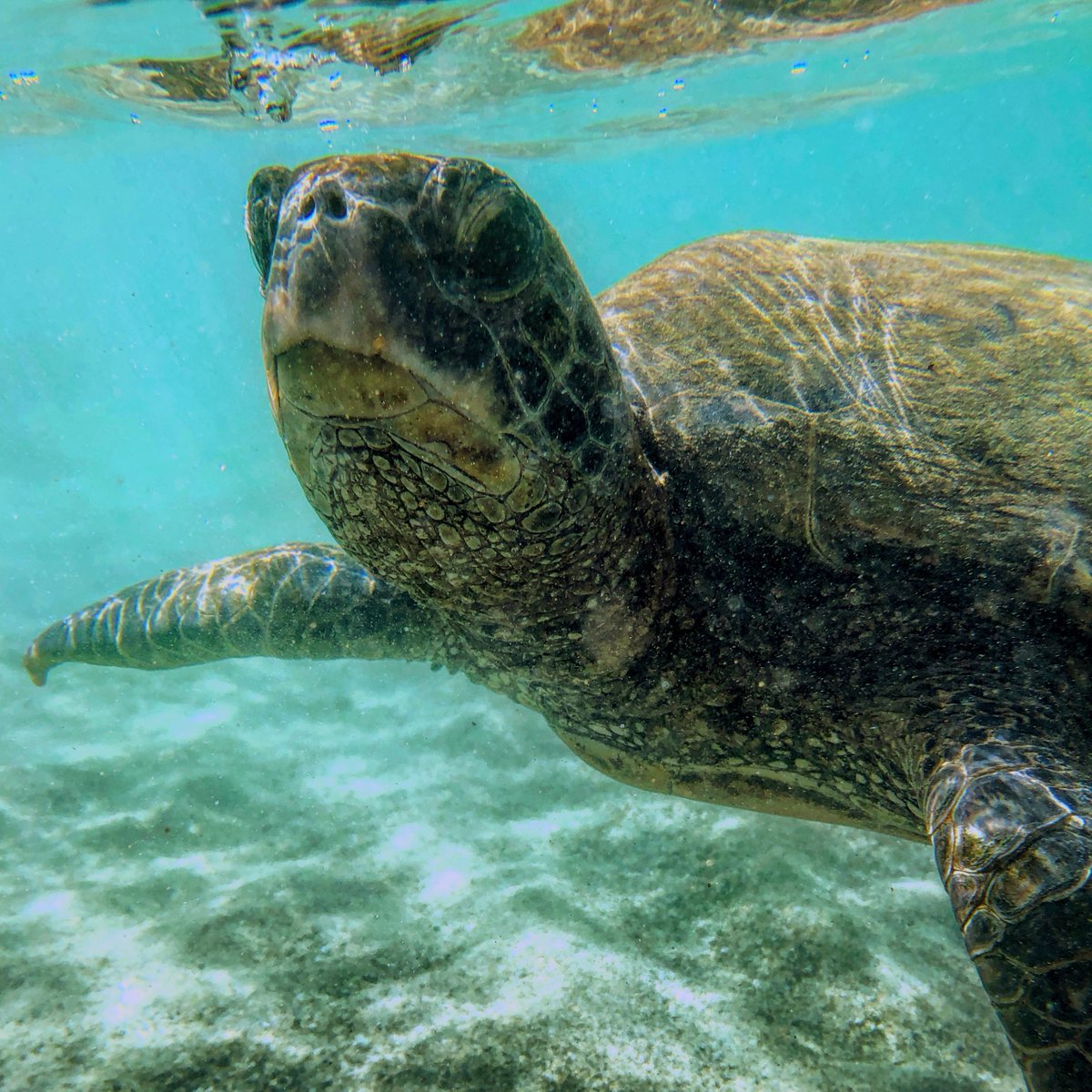 Sea turtles are known to be curious creatures. At times, they may even swim up to you while snorkeling or swimming. If this were to happen, be sure to give the turtle ample space to return to their natural activities. Please do not feed, interact, or touch the turtles!