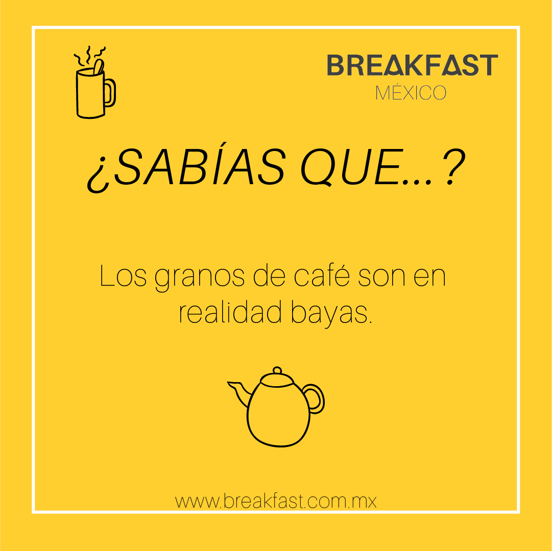breakfastmex's tweet photo. ¿Sabías Que...?

¿Donde has probado el mejor café? ☕️☕️

https://t.co/7h1sKEsLQY

#BreakfastMéxico #BreakfastMexico #BreakfastMex #Breakfast #NoticiasBreakfast #NoticiasGastronomicas #Gastronomia #Sabiasque #SabiasqueBreakfastMexico #SabiasqueBreakfast https://t.co/PFjy9R14Zt