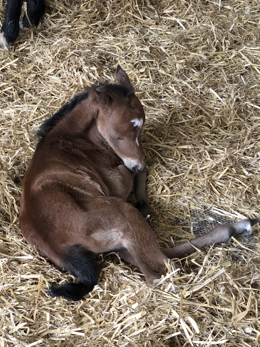 Ash_Tree_Farm's tweet photo. @SchoolReedness @kilattle Biology for Maisie today, the birth of our new foal! https://t.co/XBxjgPxVqf