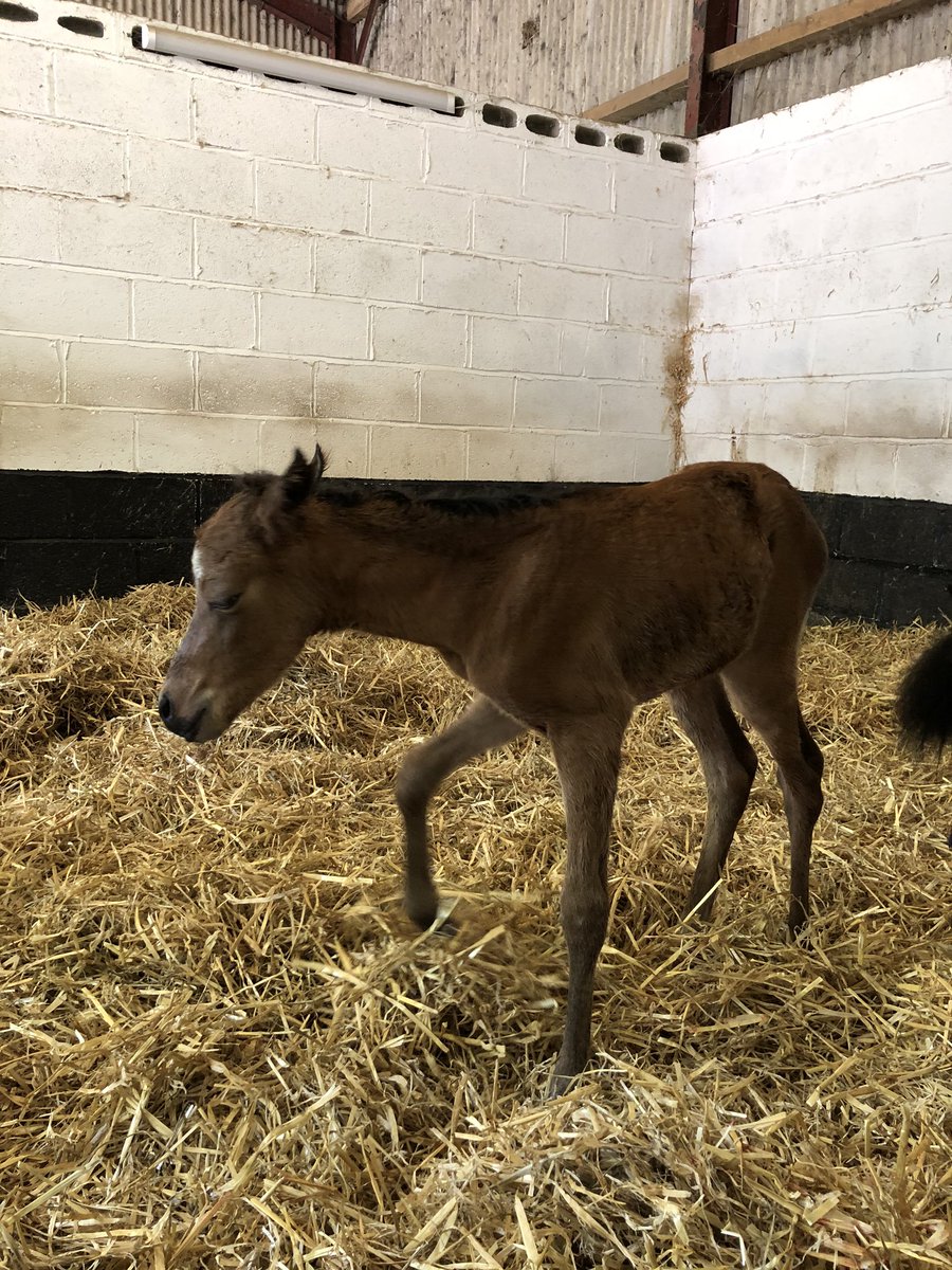 Ash_Tree_Farm's tweet photo. @SchoolReedness @kilattle Biology for Maisie today, the birth of our new foal! https://t.co/XBxjgPxVqf