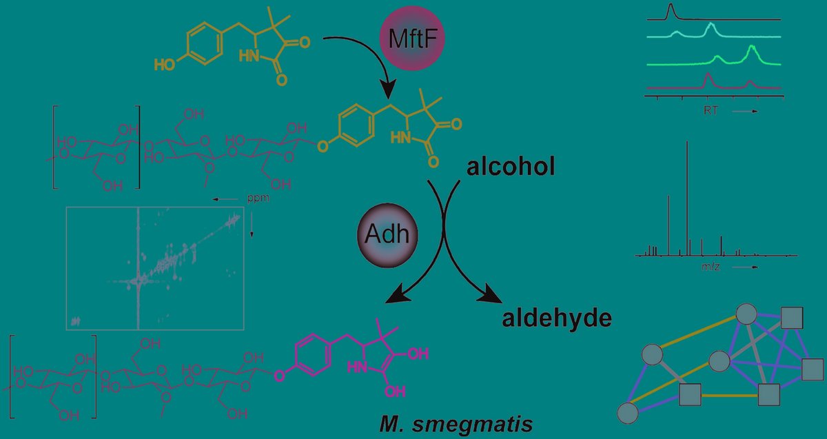 ChemicalScience's tweet photo. #ChemSciHOT 🔥 Check out this recently published manuscript by @LacknerLab @LeibnizHKI where the group report the discovery of glycosylated mycofactocin and establish a model of its biosynthesis in Mycolicibacterium smegmatis 👉 https://t.co/jRPOeIjogC https://t.co/NPdgN2JOoy
